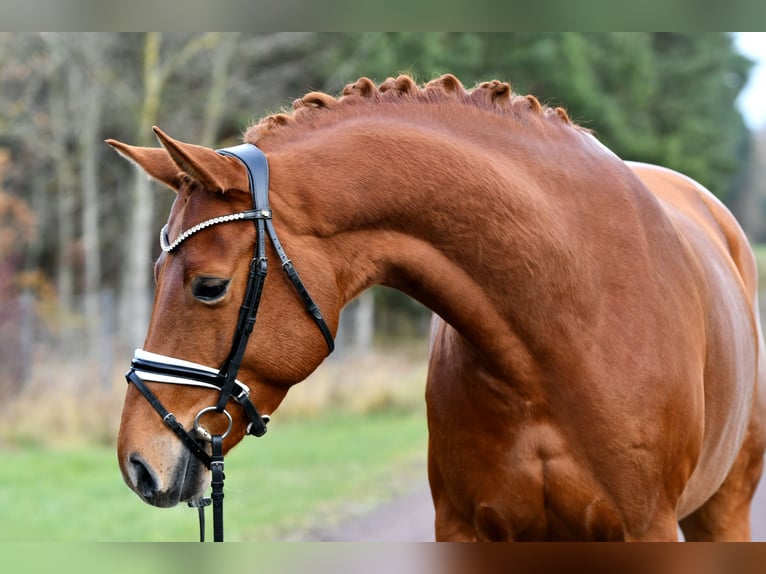 Cheval de sport allemand Jument 5 Ans 168 cm Alezan in Kamern