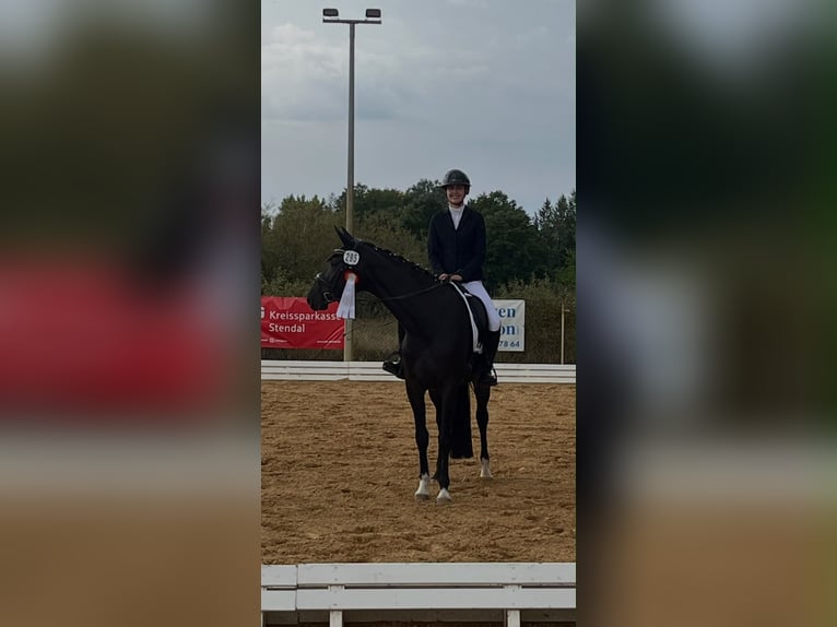 Cheval de sport allemand Jument 5 Ans 168 cm Bai brun in Stendal