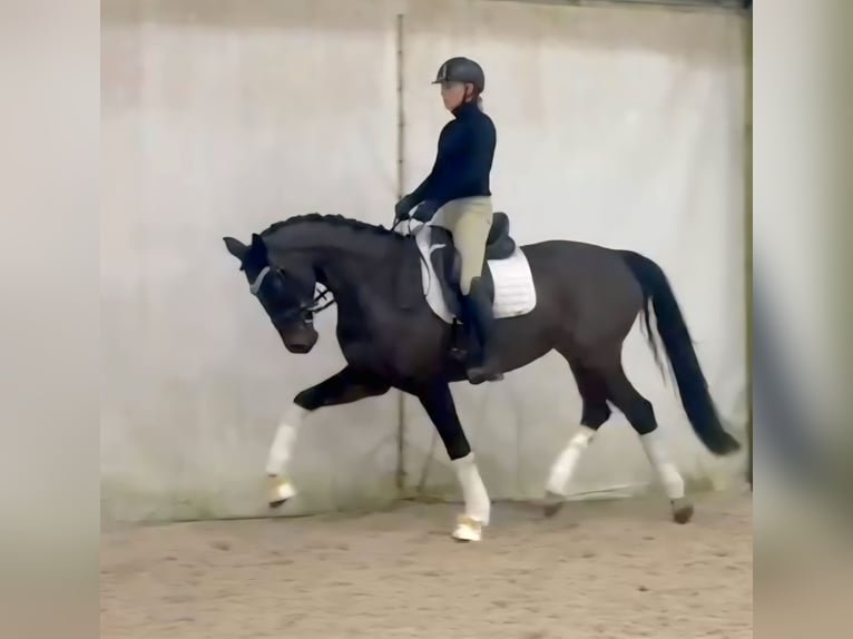 Cheval de sport allemand Jument 5 Ans 168 cm Bai brun in Prag