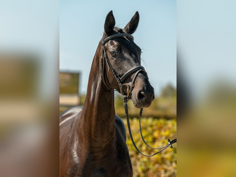Cheval de sport allemand Jument 5 Ans 168 cm Bai brun foncé in Gomadingen