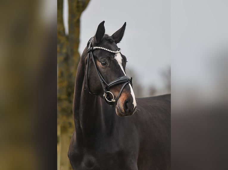 Cheval de sport allemand Jument 5 Ans 168 cm Bai brun foncé in Riedstadt