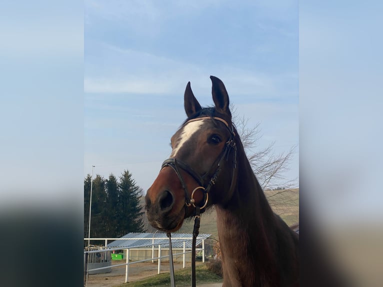 Cheval de sport allemand Jument 5 Ans 168 cm Bai in Chemnitz