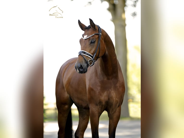 Cheval de sport allemand Jument 5 Ans 168 cm Bai in Vechta
