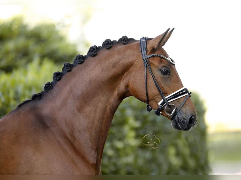 Cheval de sport allemand Jument 5 Ans 168 cm Bai in Vechta