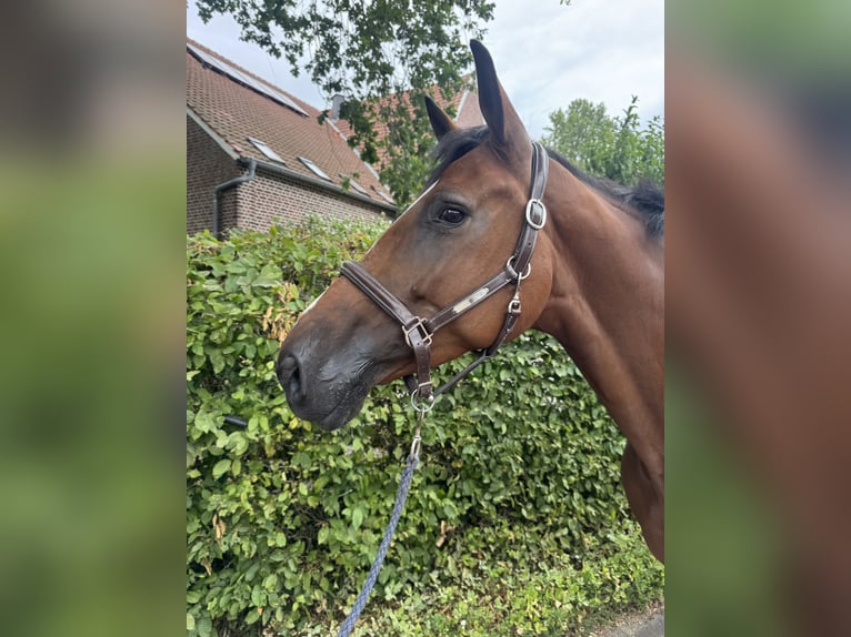 Cheval de sport allemand Jument 5 Ans 168 cm Bai in Senden