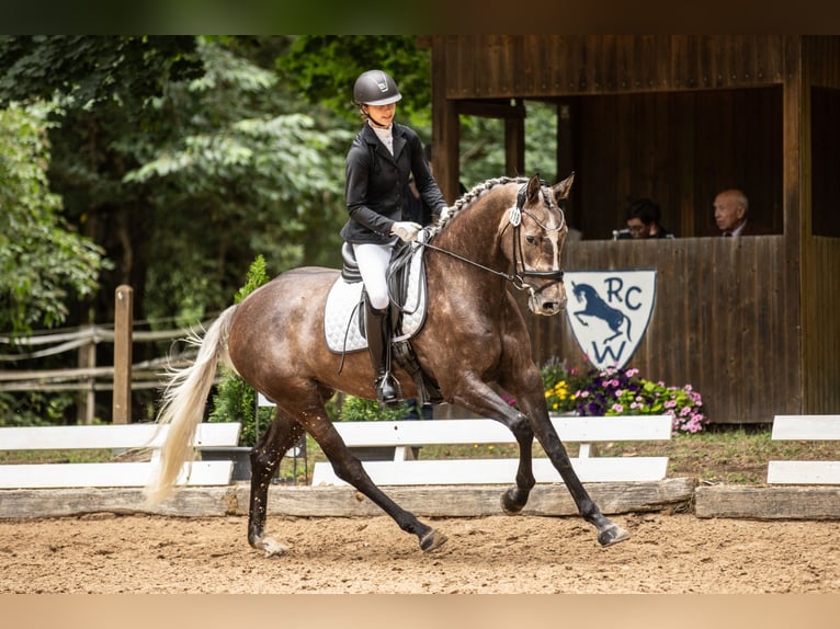 Cheval de sport allemand Jument 5 Ans 168 cm Gris in Kirchenthumbach