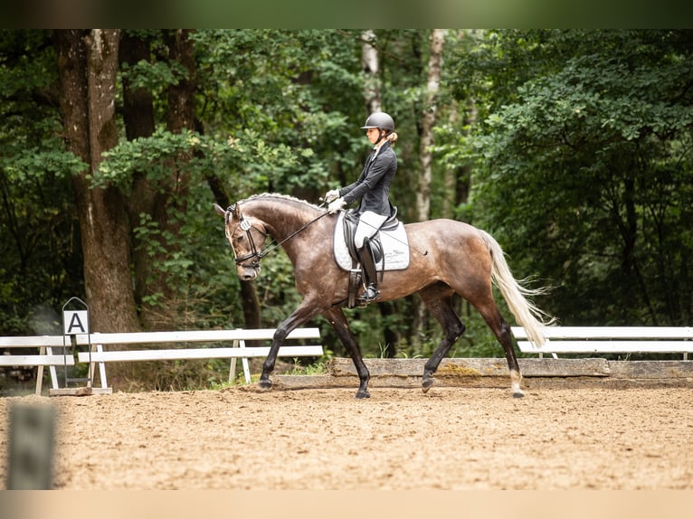 Cheval de sport allemand Jument 5 Ans 168 cm Gris in Kirchenthumbach
