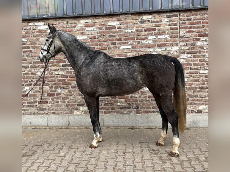 Cheval de sport allemand Jument 5 Ans 168 cm Gris pommelé in Grevenbroich