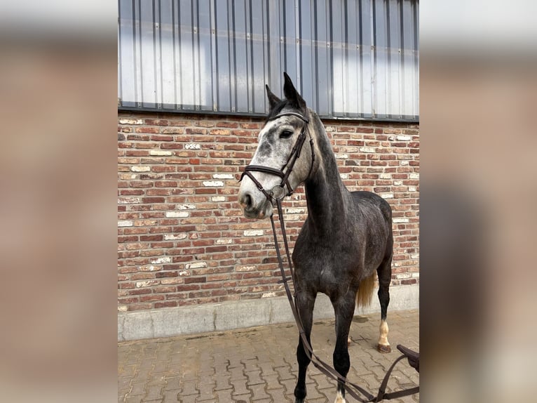 Cheval de sport allemand Jument 5 Ans 168 cm Gris pommelé in Grevenbroich