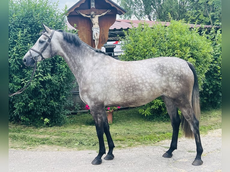 Cheval de sport allemand Jument 5 Ans 168 cm Gris pommelé in Schwäbisch Gmünd