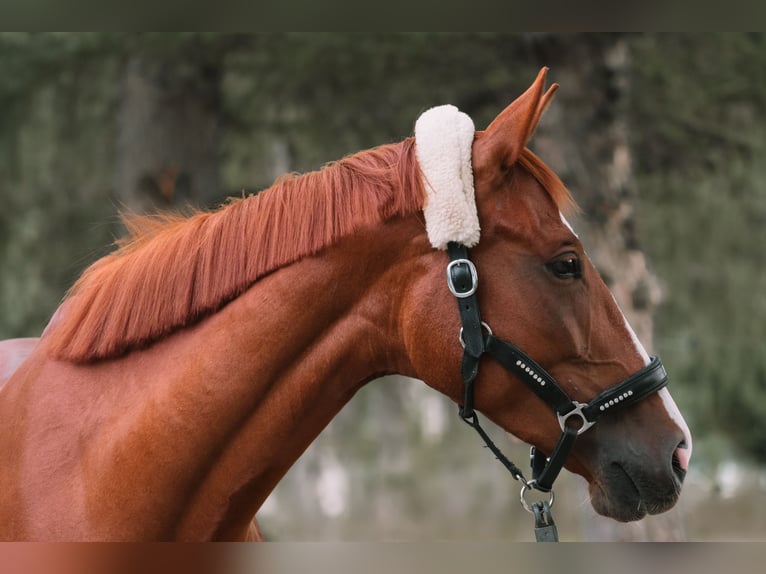 Cheval de sport allemand Jument 5 Ans 169 cm Alezan in Sengenthal