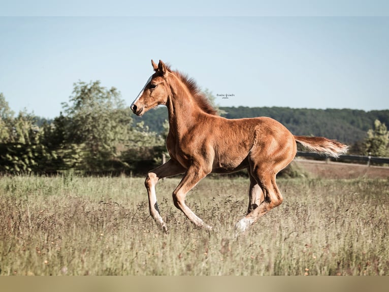 Cheval de sport allemand Jument 5 Ans 169 cm Alezan in Sengenthal
