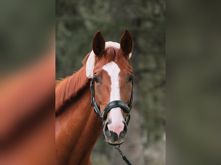 Cheval de sport allemand Jument 5 Ans 169 cm Alezan in Sengenthal