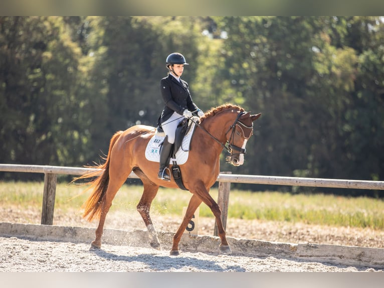 Cheval de sport allemand Jument 5 Ans 169 cm Alezan in Sengenthal