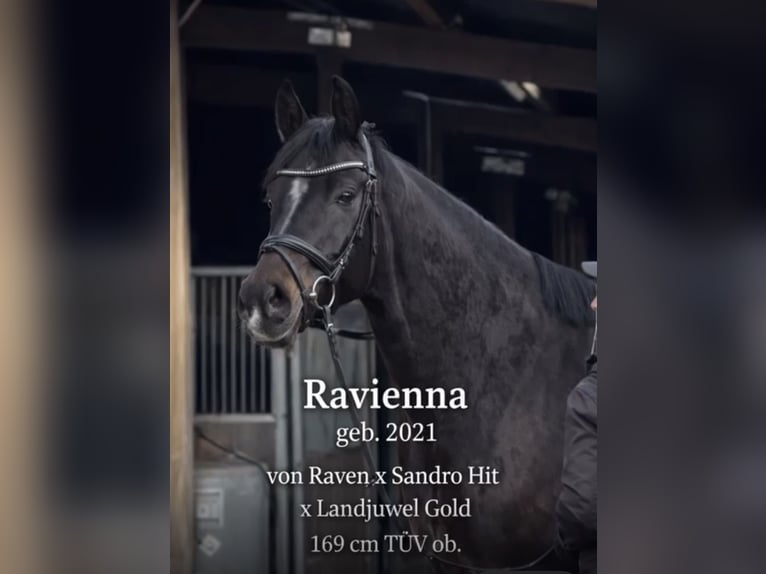 Cheval de sport allemand Jument 5 Ans 169 cm Bai brun in Oberkrämer