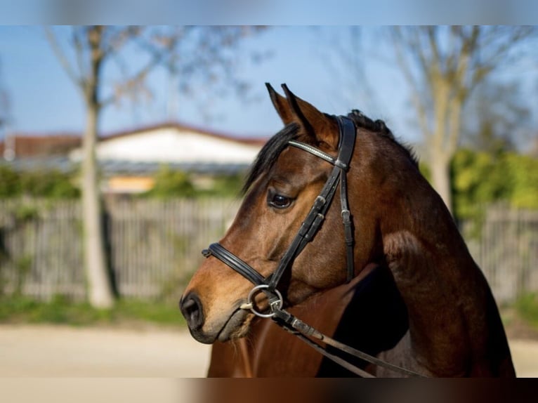 Cheval de sport allemand Jument 5 Ans 169 cm Bai brun in Markdorf