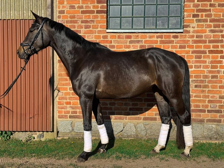 Cheval de sport allemand Jument 5 Ans 169 cm Bai brun foncé in Döllen