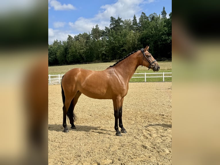 Cheval de sport allemand Jument 5 Ans 169 cm Bai in Kirchenthumbach
