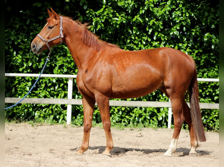 Cheval de sport allemand Jument 5 Ans 170 cm Alezan in Stade