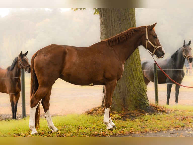 Cheval de sport allemand Jument 5 Ans 170 cm Alezan in Krumke