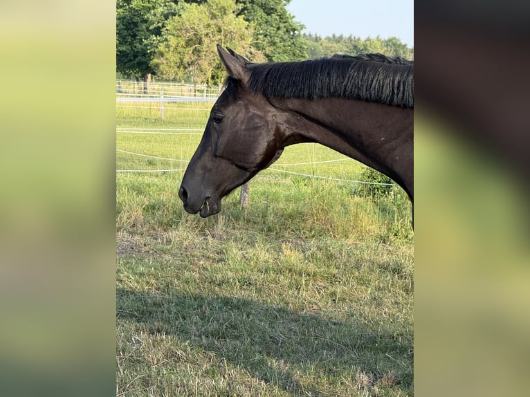 Cheval de sport allemand Jument 5 Ans 170 cm Bai brun in Karlsfeld