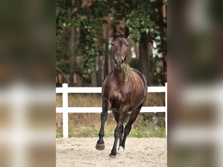 Cheval de sport allemand Jument 5 Ans 170 cm Bai brun in Gross kreutz