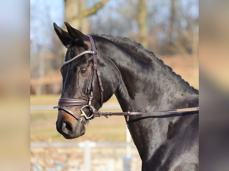 Cheval de sport allemand Jument 5 Ans 170 cm Bai brun foncé in Moritzburg