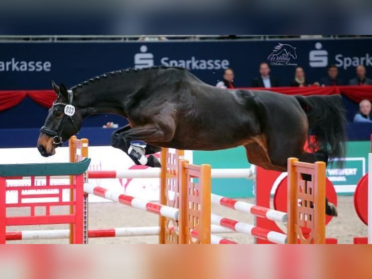 Cheval de sport allemand Jument 5 Ans 170 cm Bai in Drebach