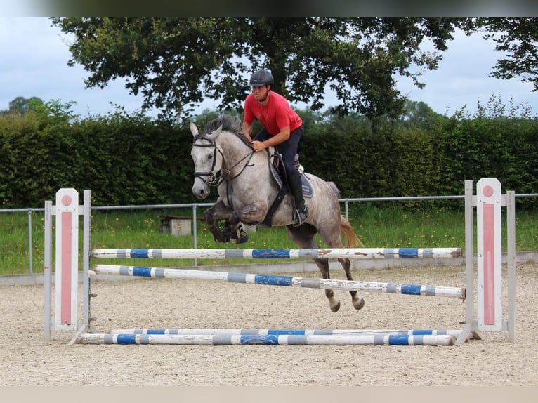 Cheval de sport allemand Jument 5 Ans 170 cm Gris pommelé in Schwäbisch Gmünd