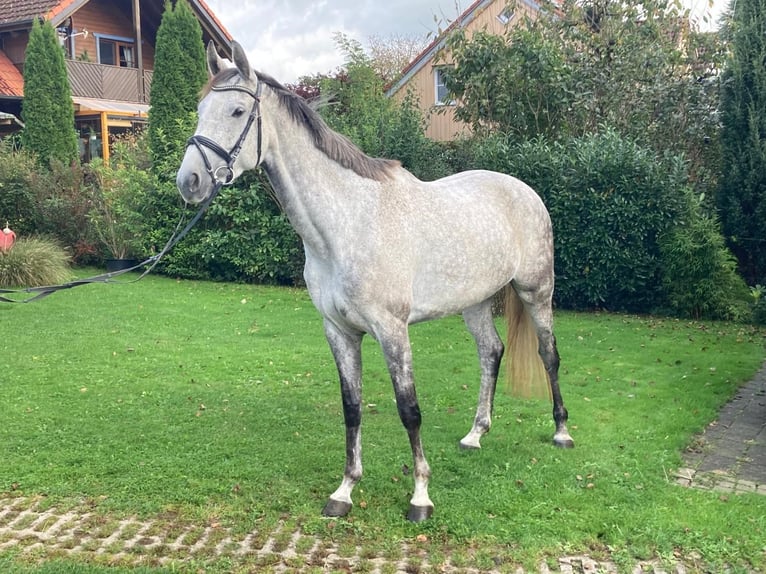 Cheval de sport allemand Jument 5 Ans 170 cm Gris pommelé in Schwäbisch Gmünd