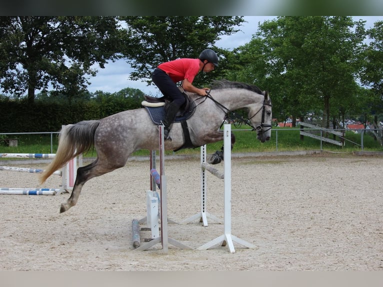 Cheval de sport allemand Jument 5 Ans 170 cm Gris pommelé in Schwäbisch Gmünd