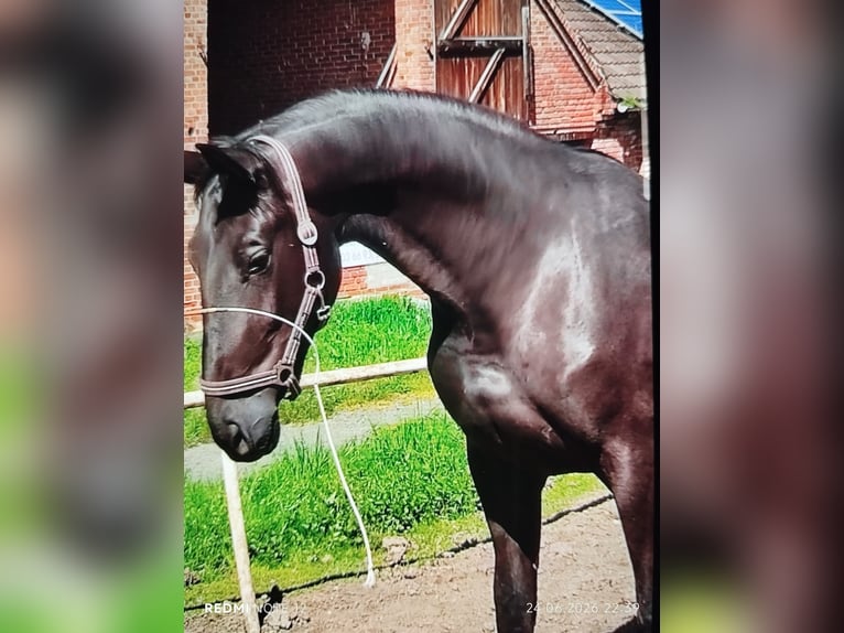 Cheval de sport allemand Jument 5 Ans 170 cm Noir in Eisenberg
