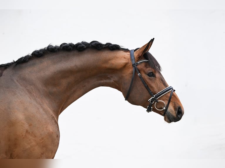 Cheval de sport allemand Jument 5 Ans 171 cm Bai in Tauberrettersheim