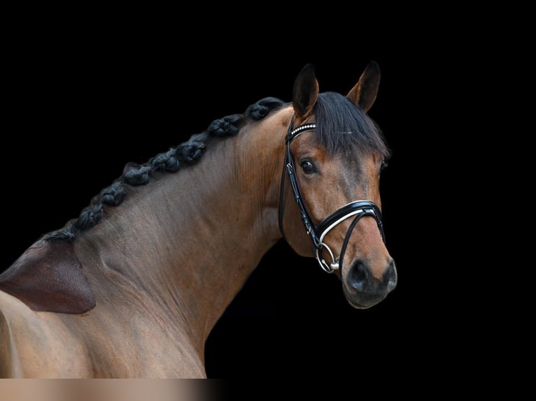 Cheval de sport allemand Jument 5 Ans 171 cm Bai in Tauberrettersheim