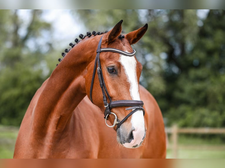 Cheval de sport allemand Jument 5 Ans 171 cm Bai in Riedstadt
