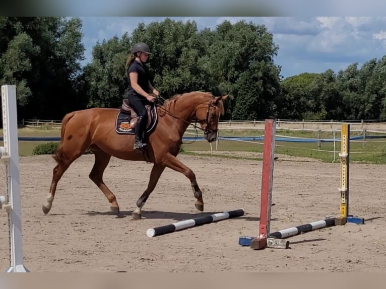 Cheval de sport allemand Jument 5 Ans 172 cm Alezan in Wagun