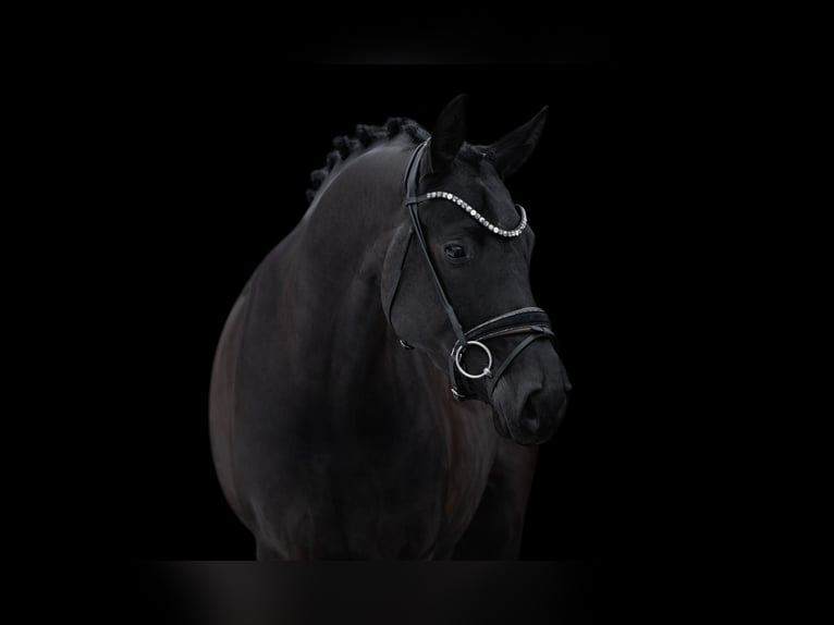 Cheval de sport allemand Jument 5 Ans 172 cm Noir in Wehringen