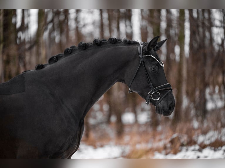 Cheval de sport allemand Jument 5 Ans 172 cm Noir in Wehringen
