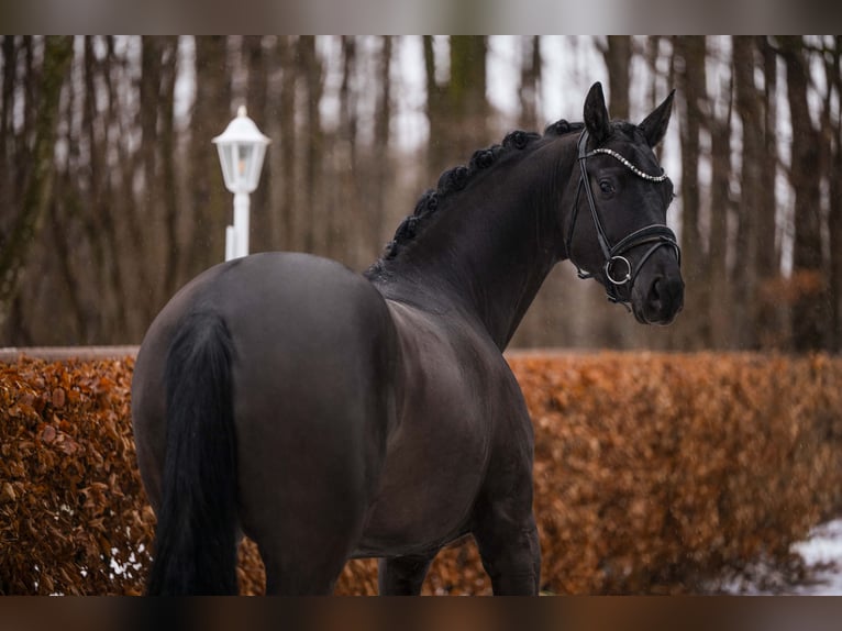 Cheval de sport allemand Jument 5 Ans 172 cm Noir in Wehringen