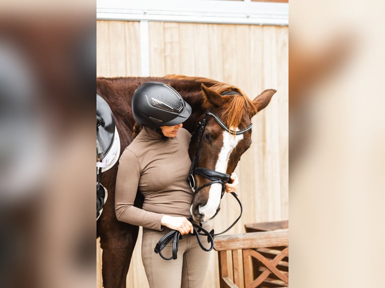 Cheval de sport allemand Jument 5 Ans 173 cm Alezan brûlé in Münster