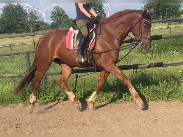 Cheval de sport allemand Jument 5 Ans 173 cm Alezan in Berlin