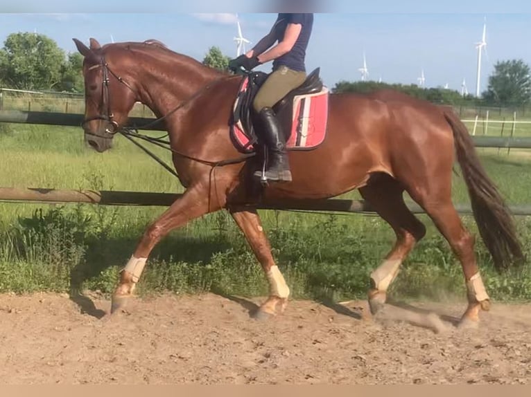 Cheval de sport allemand Jument 5 Ans 173 cm Alezan in Berlin