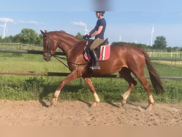 Cheval de sport allemand Jument 5 Ans 173 cm Alezan in Berlin