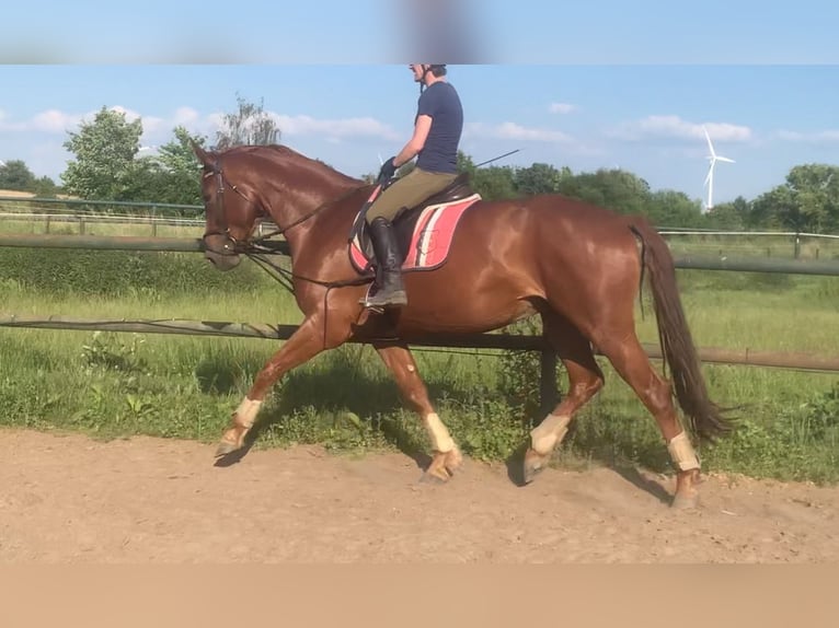 Cheval de sport allemand Jument 5 Ans 173 cm Alezan in Berlin