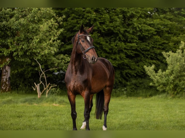 Cheval de sport allemand Jument 5 Ans 173 cm Bai brun in Kißlegg