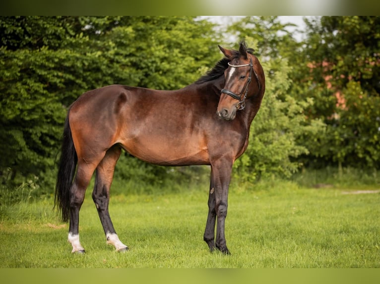 Cheval de sport allemand Jument 5 Ans 173 cm Bai brun in Kißlegg