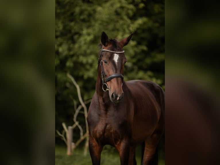 Cheval de sport allemand Jument 5 Ans 173 cm Bai brun in Kißlegg