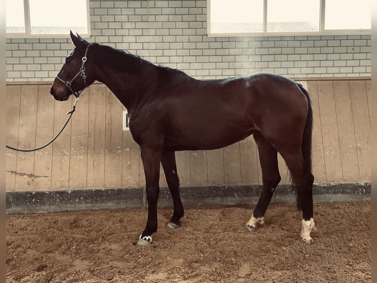 Cheval de sport allemand Jument 5 Ans 173 cm Bai brun in Haldenwang