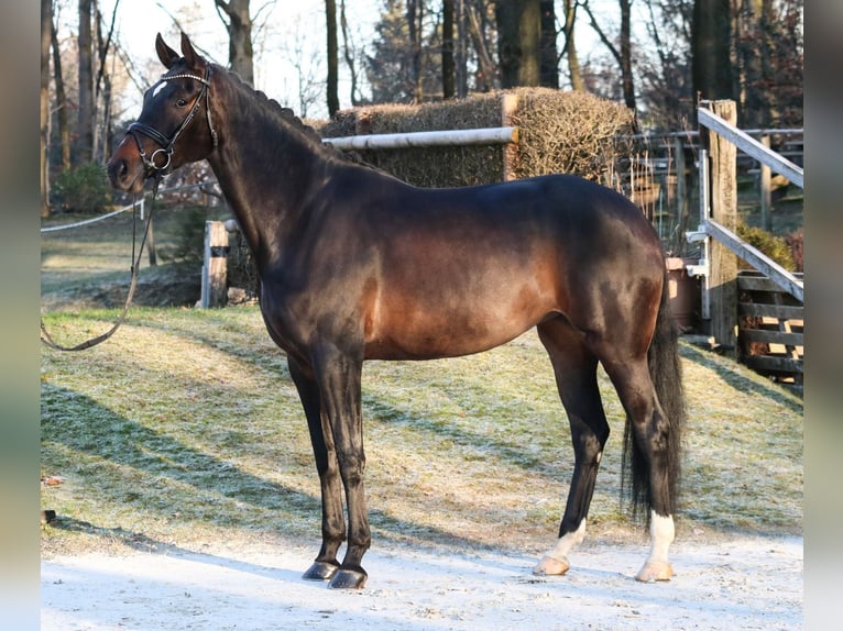 Cheval de sport allemand Jument 5 Ans 173 cm Bai brun foncé in Wuppertal