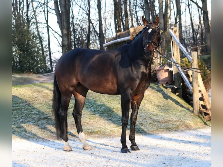 Cheval de sport allemand Jument 5 Ans 173 cm Bai brun foncé in Wuppertal